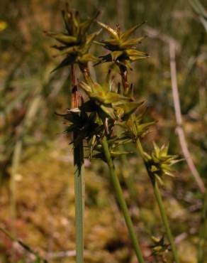 Fotografia 11 da espécie Carex echinata no Jardim Botânico UTAD