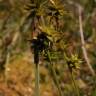 Fotografia 11 da espécie Carex echinata do Jardim Botânico UTAD