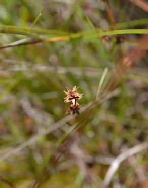 Fotografia 12 da espécie Carex echinata no Jardim Botânico UTAD