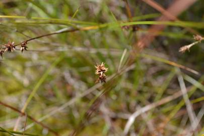 Fotografia da espécie Carex echinata