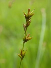 Fotografia da espécie Carex echinata