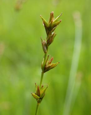 Fotografia 13 da espécie Carex echinata no Jardim Botânico UTAD