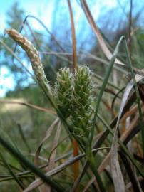 Fotografia da espécie Carex extensa