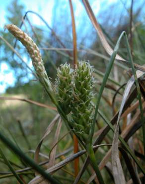 Fotografia 14 da espécie Carex extensa no Jardim Botânico UTAD
