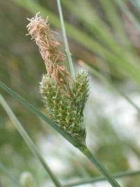 Fotografia da espécie Carex extensa