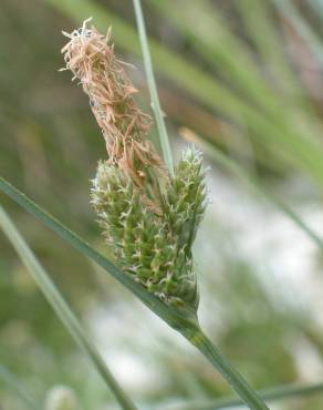 Fotografia 15 da espécie Carex extensa no Jardim Botânico UTAD