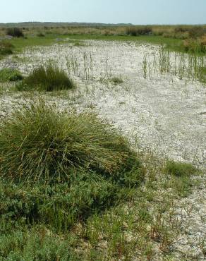 Fotografia 17 da espécie Carex extensa no Jardim Botânico UTAD