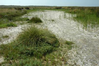 Fotografia da espécie Carex extensa