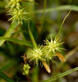 Fotografia da espécie Carex flava