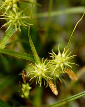 Fotografia 18 da espécie Carex flava no Jardim Botânico UTAD