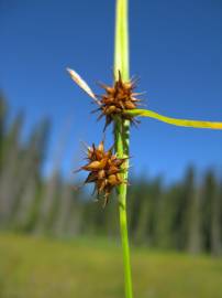 Fotografia da espécie Carex flava