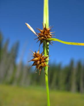 Fotografia 19 da espécie Carex flava no Jardim Botânico UTAD
