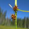 Fotografia 19 da espécie Carex flava do Jardim Botânico UTAD
