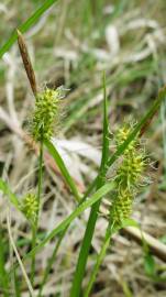 Fotografia da espécie Carex flava