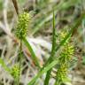 Fotografia 20 da espécie Carex flava do Jardim Botânico UTAD