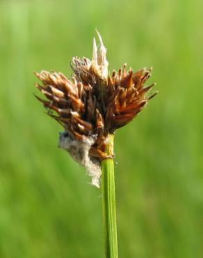 Fotografia 8 da espécie Carex ovalis no Jardim Botânico UTAD