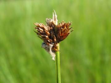 Fotografia da espécie Carex ovalis