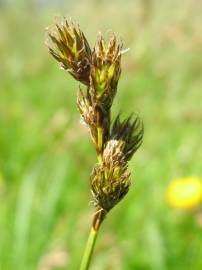 Fotografia da espécie Carex ovalis