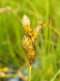 Fotografia da espécie Carex ovalis