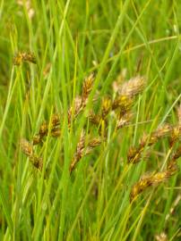 Fotografia da espécie Carex ovalis