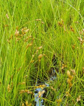 Fotografia 13 da espécie Carex ovalis no Jardim Botânico UTAD