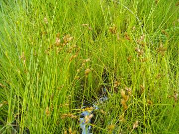 Fotografia da espécie Carex ovalis