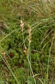 Fotografia da espécie Carex ovalis