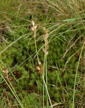 Fotografia 14 da espécie Carex ovalis no Jardim Botânico UTAD