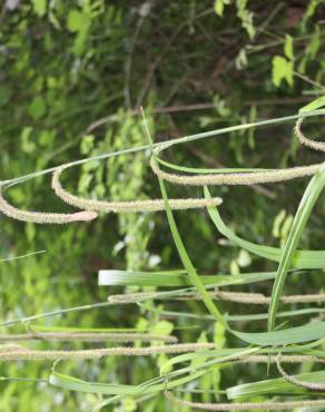 Fotografia 11 da espécie Carex pendula no Jardim Botânico UTAD