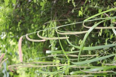 Fotografia da espécie Carex pendula