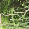 Fotografia 11 da espécie Carex pendula do Jardim Botânico UTAD