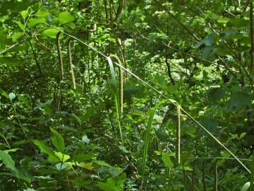 Fotografia da espécie Carex pendula