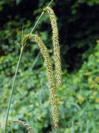 Fotografia da espécie Carex pendula