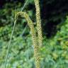 Fotografia 13 da espécie Carex pendula do Jardim Botânico UTAD