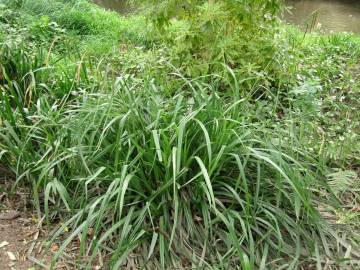 Fotografia da espécie Carex pendula