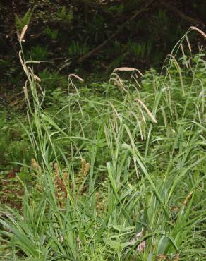 Fotografia 15 da espécie Carex pendula no Jardim Botânico UTAD