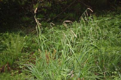 Fotografia da espécie Carex pendula