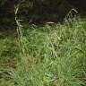 Fotografia 15 da espécie Carex pendula do Jardim Botânico UTAD
