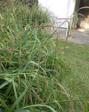 Fotografia 17 da espécie Carex pendula no Jardim Botânico UTAD