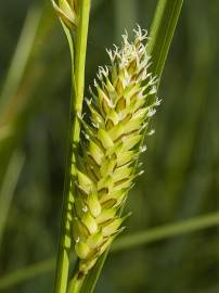 Fotografia da espécie Carex vesicaria