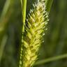 Fotografia 9 da espécie Carex vesicaria do Jardim Botânico UTAD