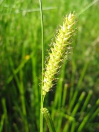 Fotografia da espécie Carex vesicaria