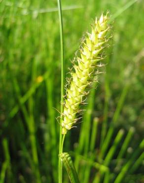 Fotografia 10 da espécie Carex vesicaria no Jardim Botânico UTAD