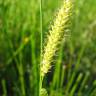 Fotografia 10 da espécie Carex vesicaria do Jardim Botânico UTAD