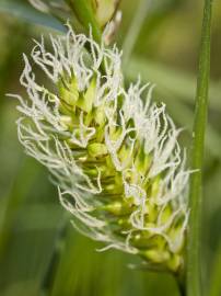 Fotografia da espécie Carex vesicaria