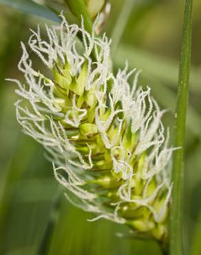 Fotografia 11 da espécie Carex vesicaria no Jardim Botânico UTAD