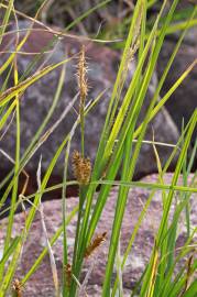 Fotografia da espécie Carex vesicaria