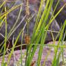 Fotografia 12 da espécie Carex vesicaria do Jardim Botânico UTAD