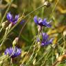 Fotografia 16 da espécie Centaurea cyanus do Jardim Botânico UTAD