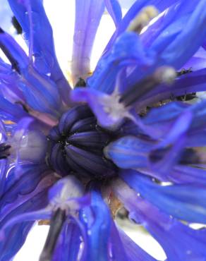 Fotografia 17 da espécie Centaurea cyanus no Jardim Botânico UTAD